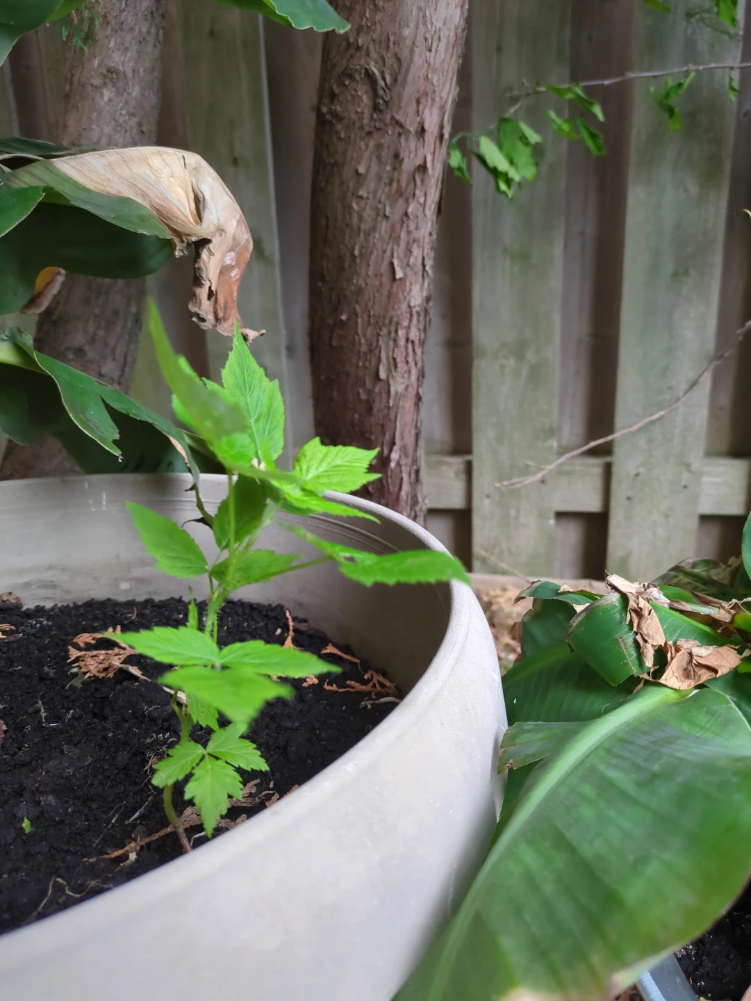 ⚽ Healthy Raspberry plants - sweet fruits - Perennial