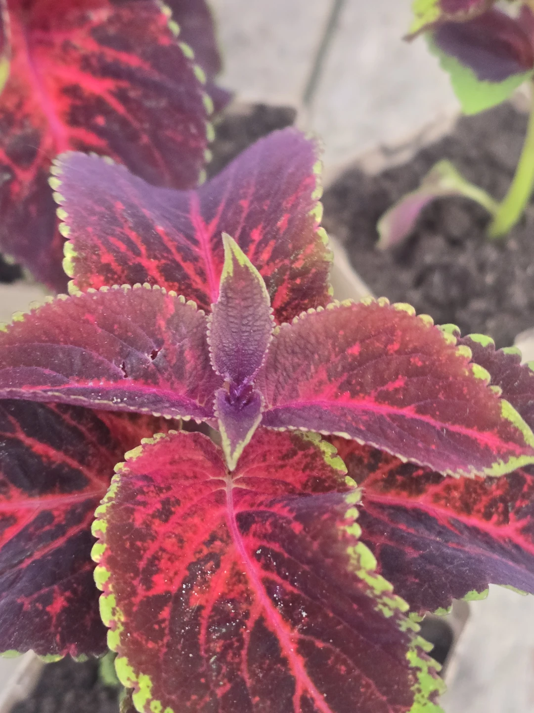 Beautiful Coleus Plants⚽ - photo 2