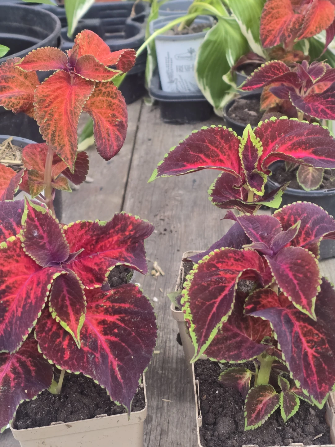 Beautiful Coleus Plants⚽ - photo 3