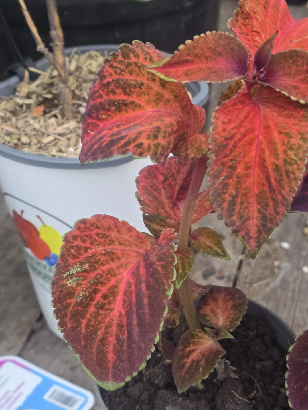 Beautiful Coleus Plants⚽ - photo 4