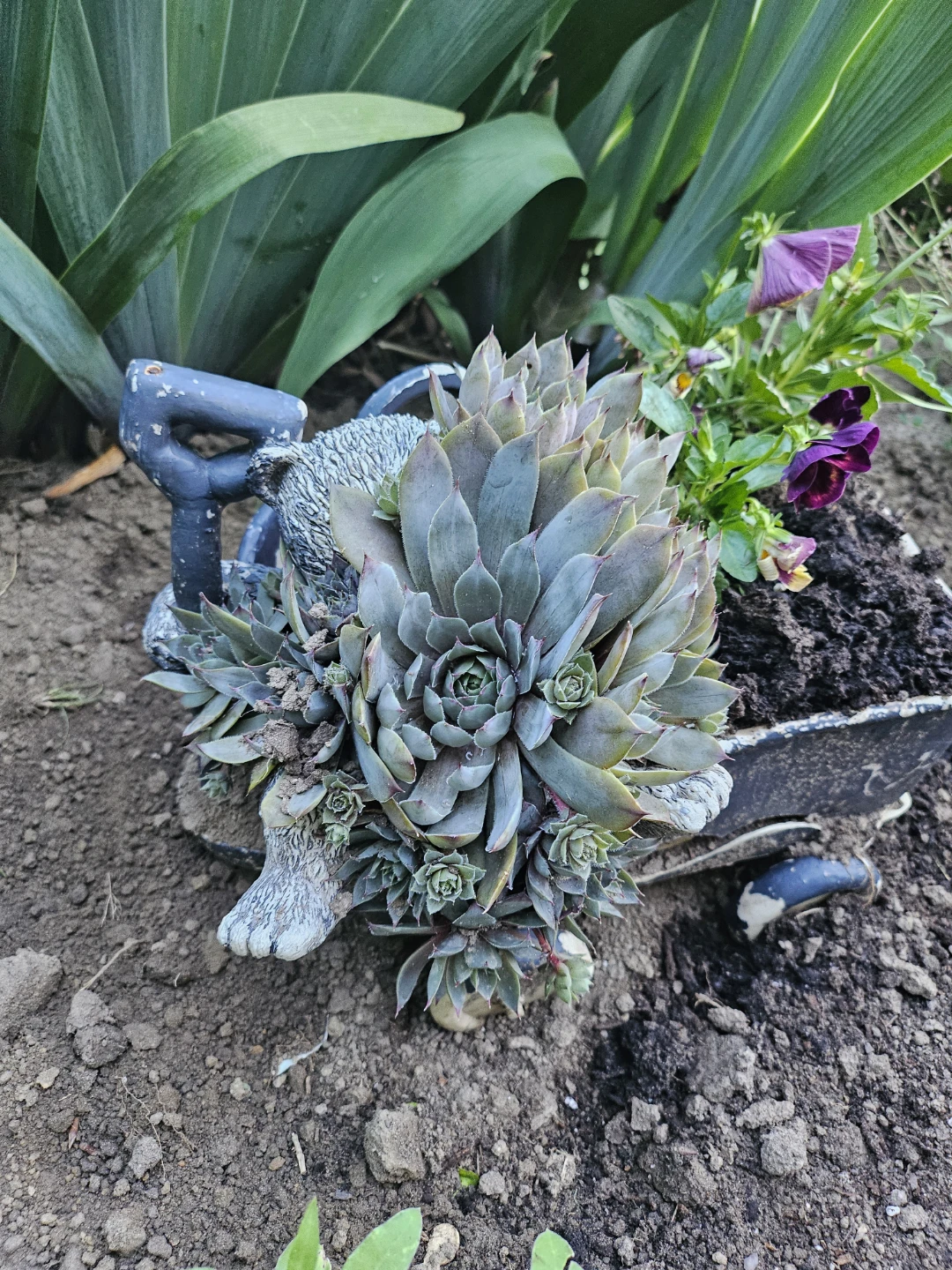 Assorted sizes Succulent Plants