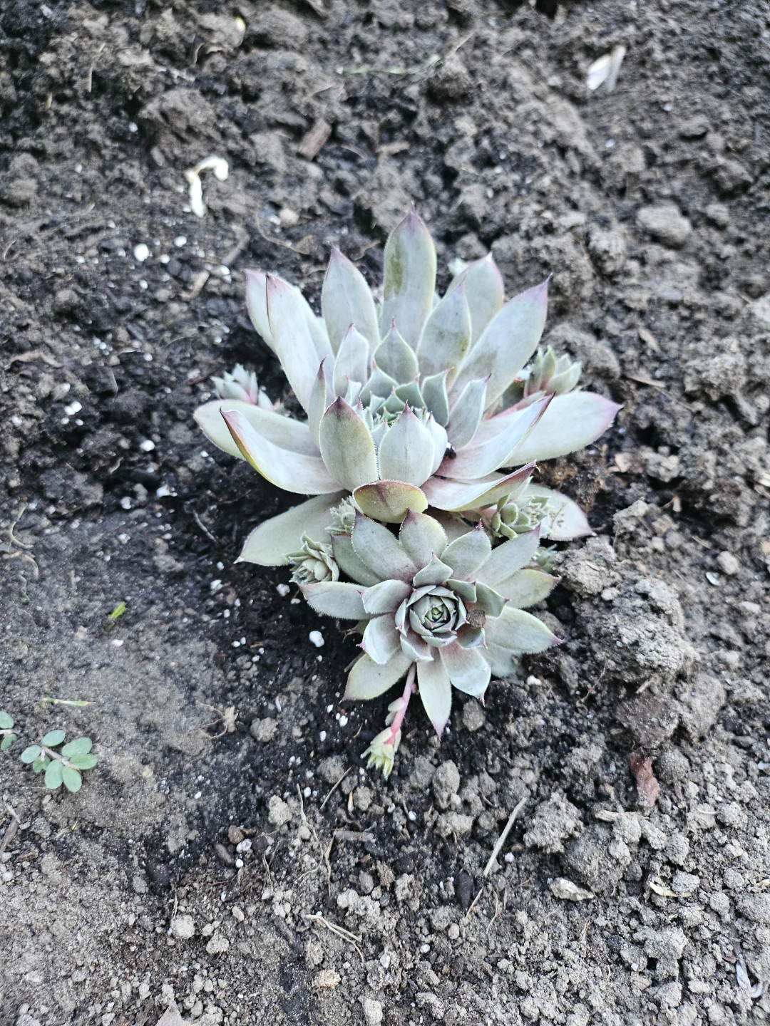 Assorted sizes Succulent Plants - photo 2