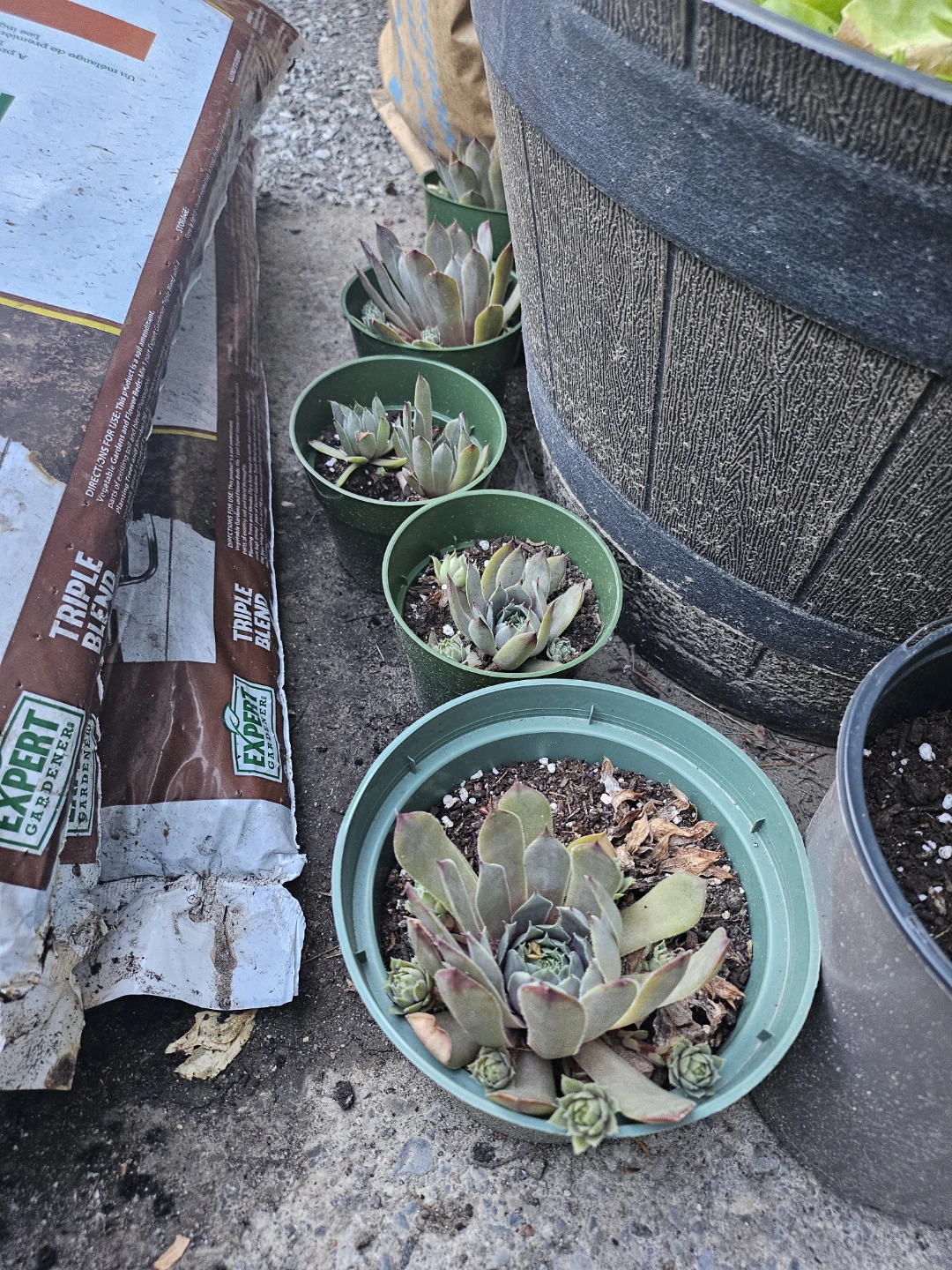 Assorted sizes Succulent Plants - photo 3