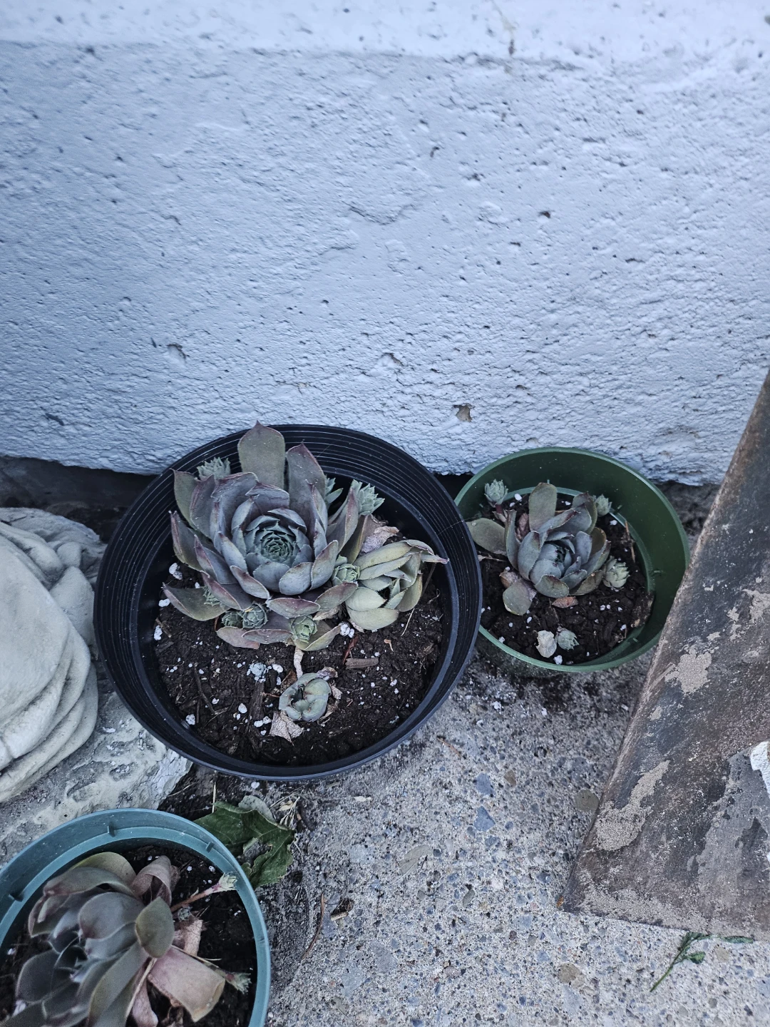 Assorted sizes Succulent Plants - photo 4