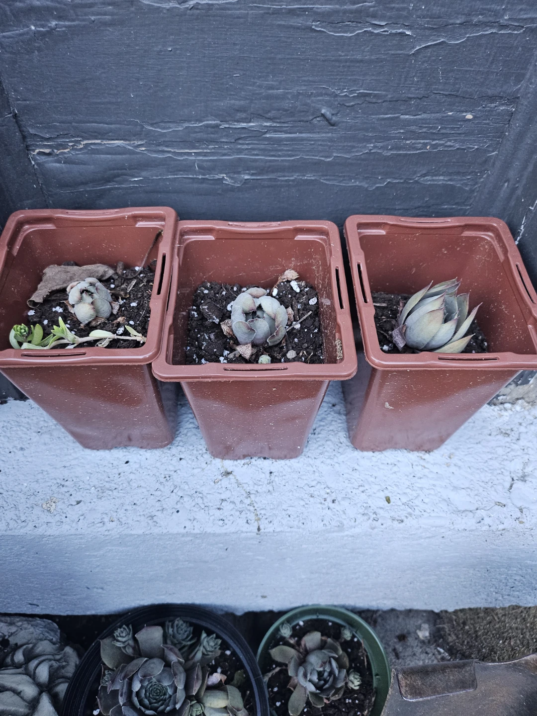 Assorted sizes Succulent Plants - photo 5
