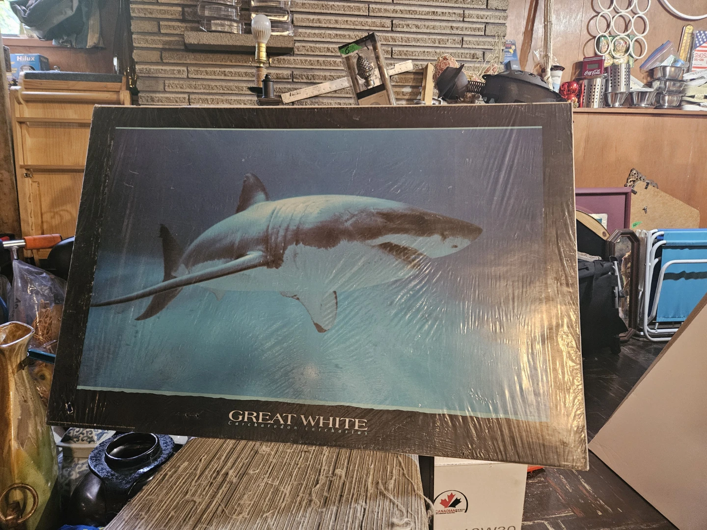 Great White Shark Poster - photo 2