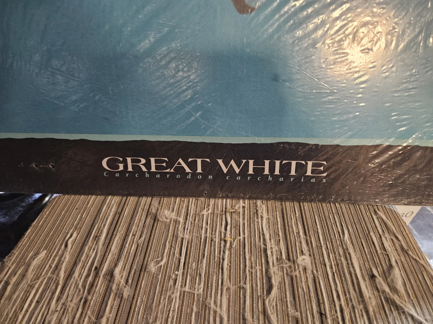 Great White Shark Poster - photo 3