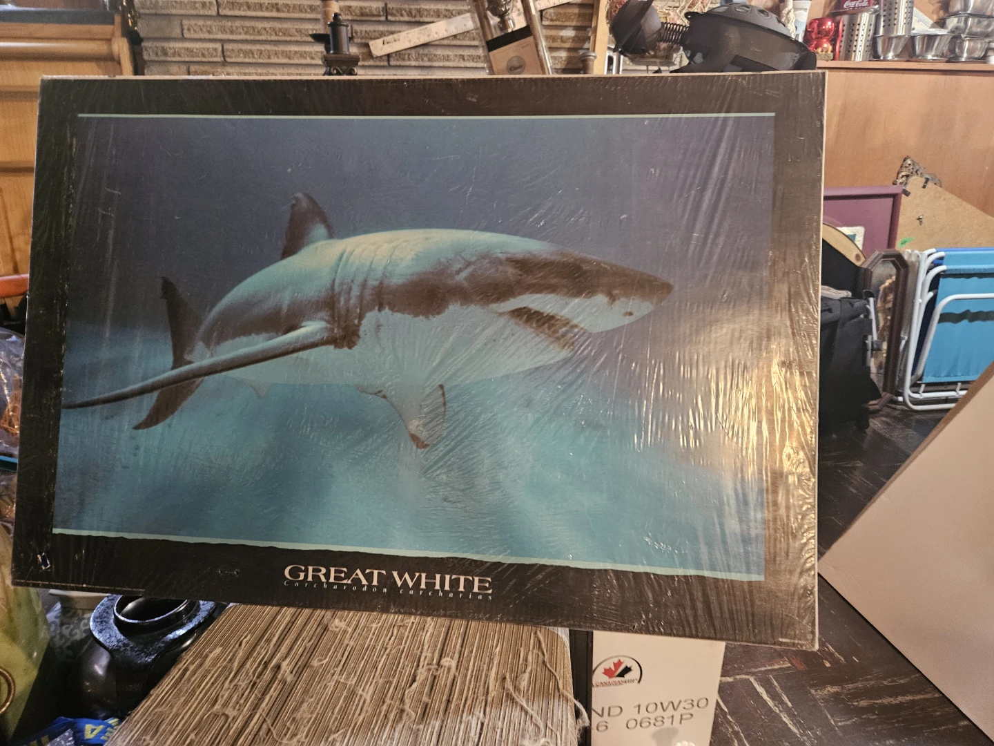 Great White Shark Poster - photo 4