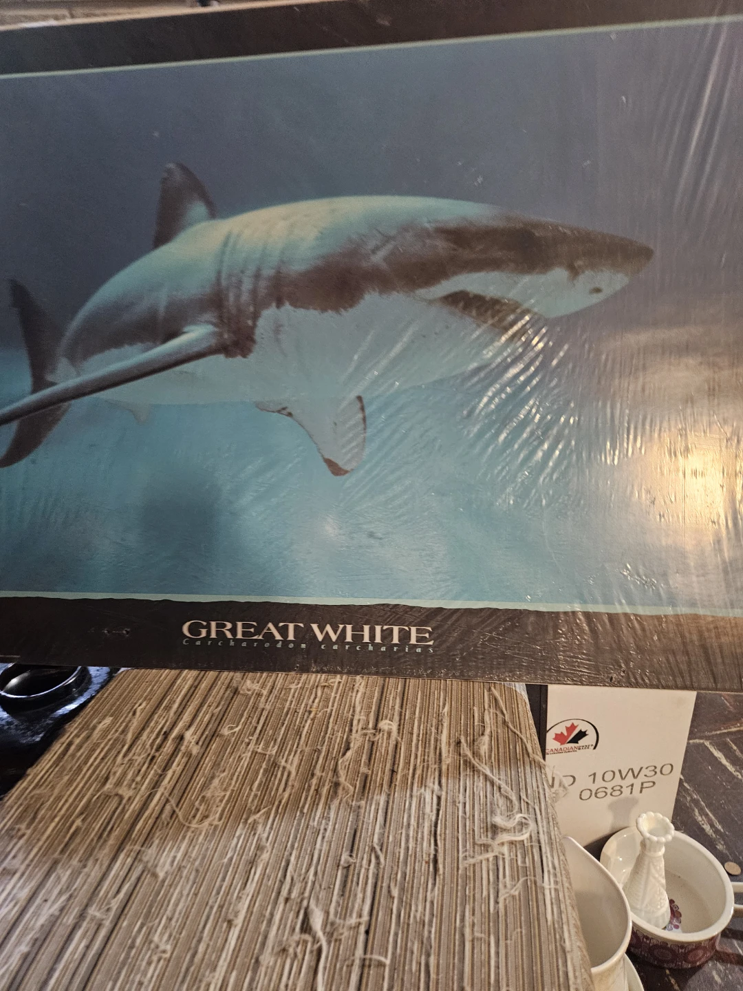 Great White Shark Poster - photo 5