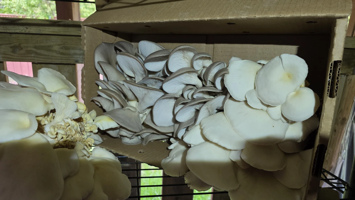 Oyster Mushrooms