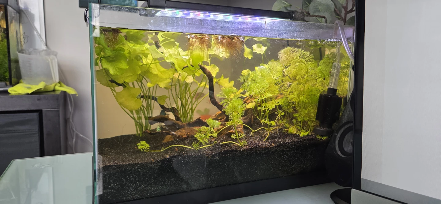 Freshwater Aquarium Plants - photo 4