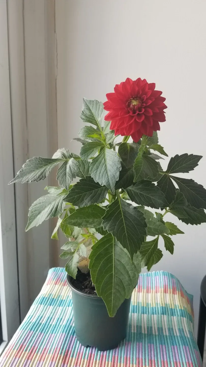 Red Dahlia Plant⚽️ - photo 2