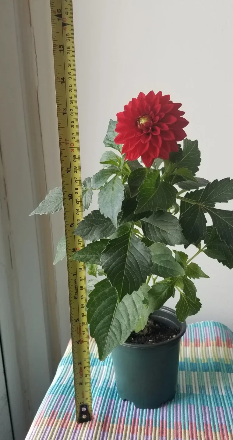 Red Dahlia Plant⚽️ - photo 3