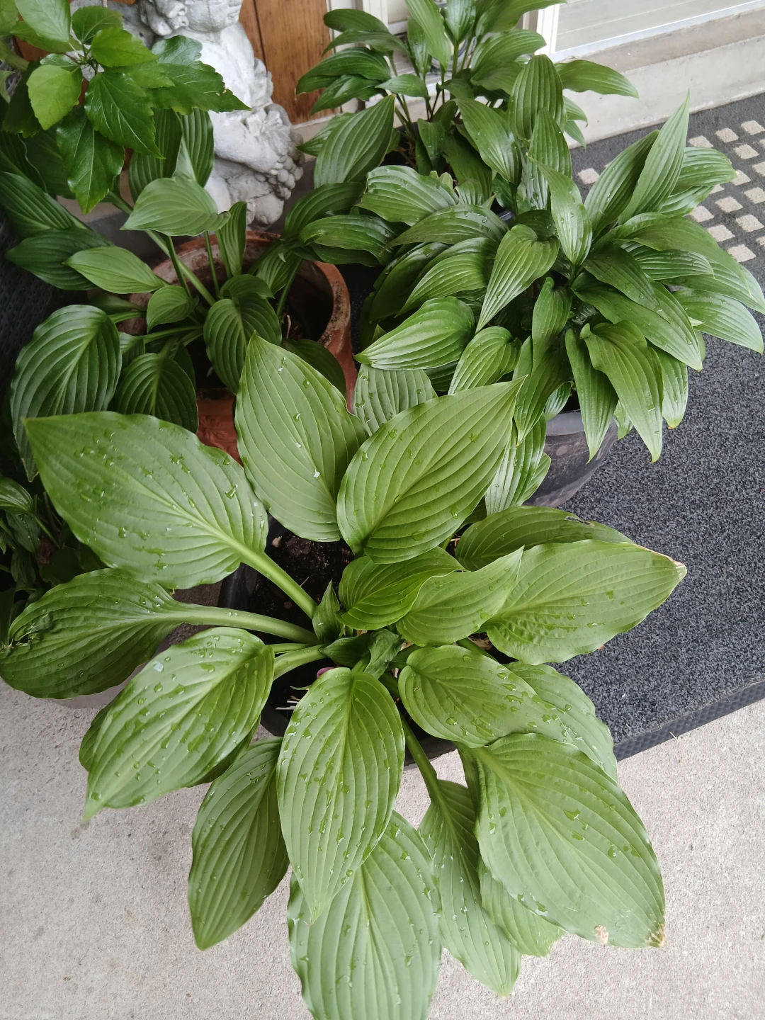 Hosta Plant $ 10 each or 6 for $50 - photo 3