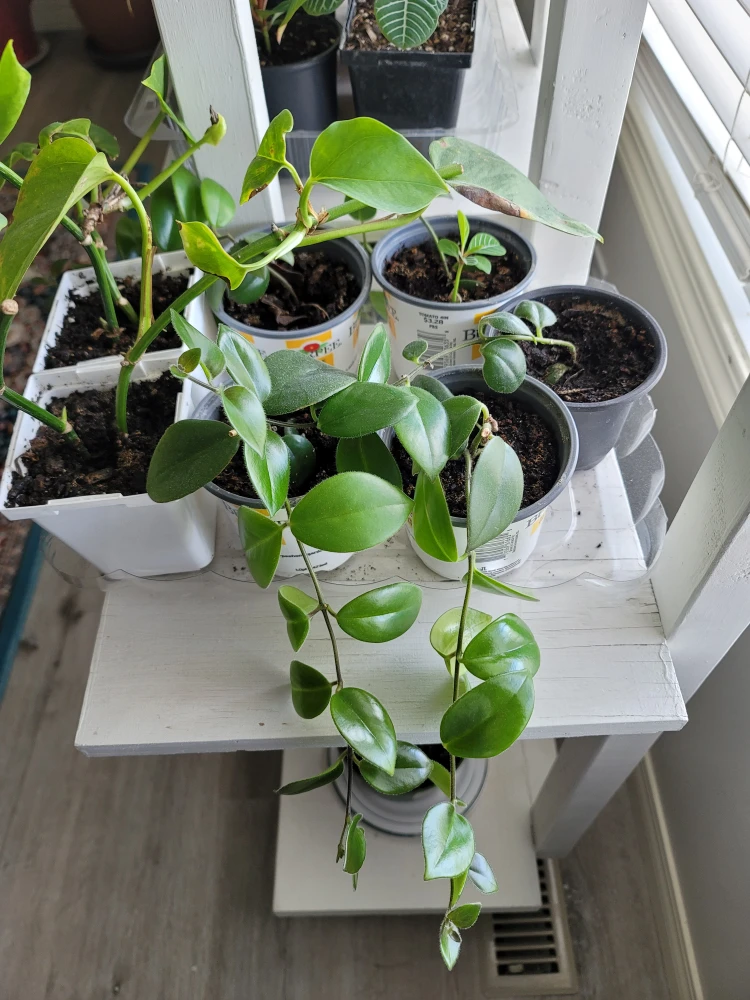 Indoor and outdoor plants 🪴 - photo 3