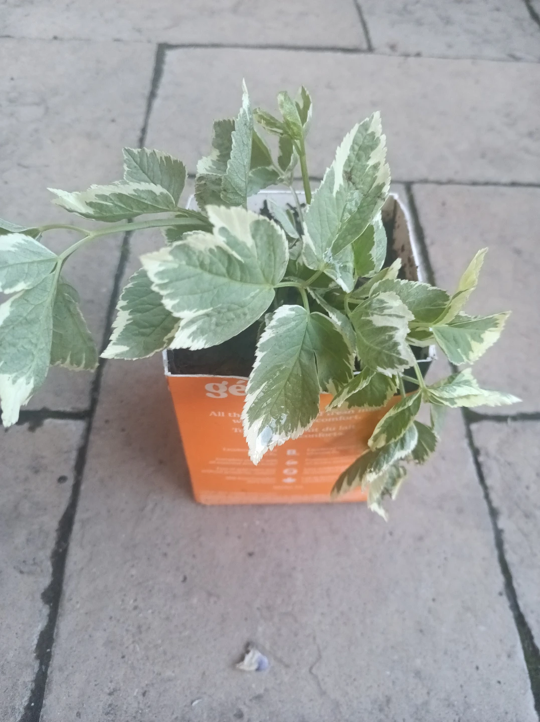 Variegated Ground Elder Plant