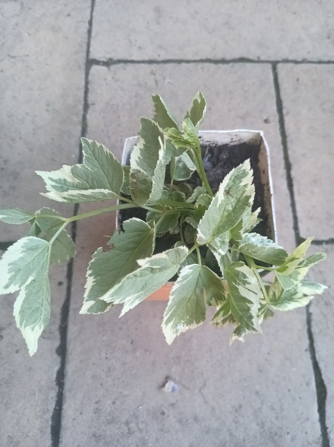 Variegated Ground Elder Plant - photo 2