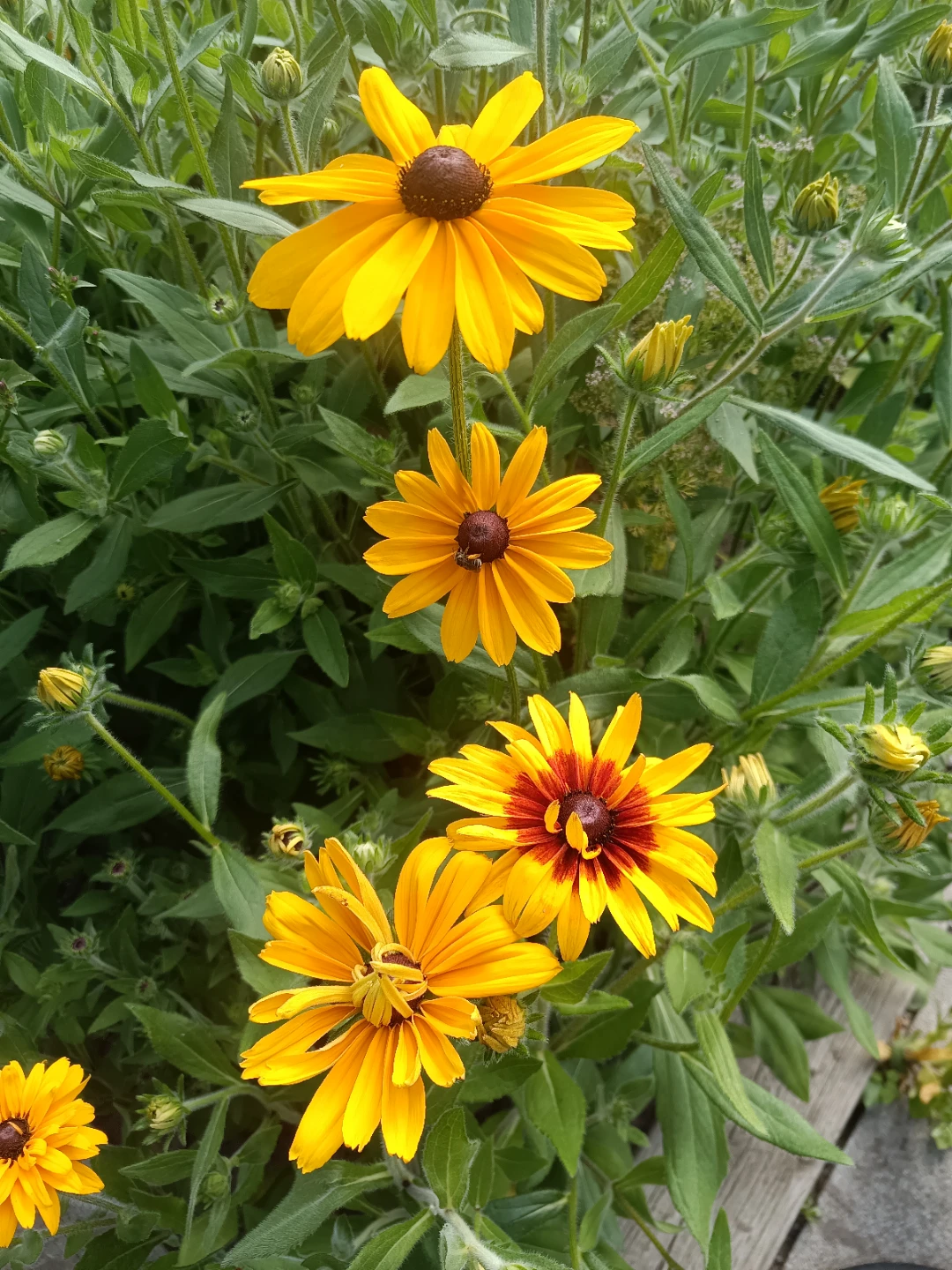 Black-Eyed Susans