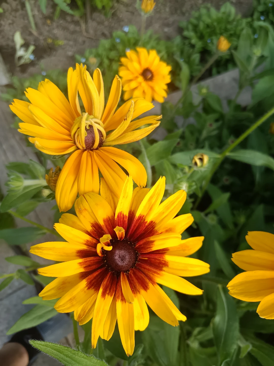 Black-Eyed Susans - photo 2