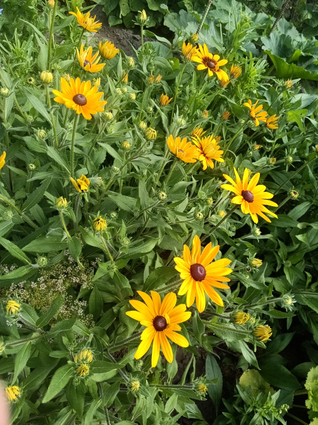 Black-Eyed Susans - photo 3