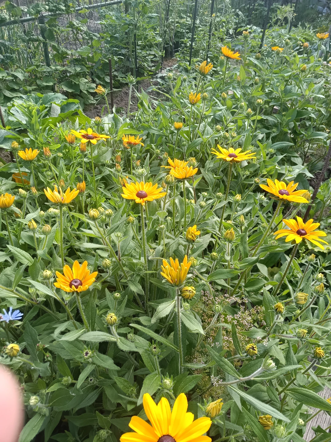 Black-Eyed Susans - photo 4