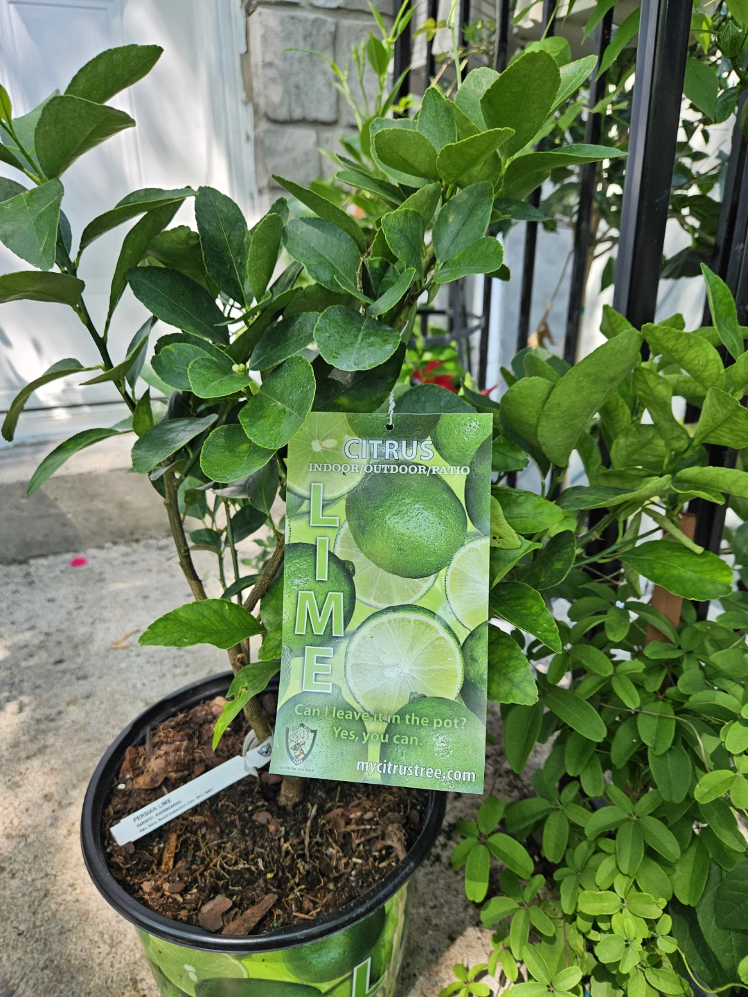 Snowbird Citrus Persian Lime Tree - photo 4
