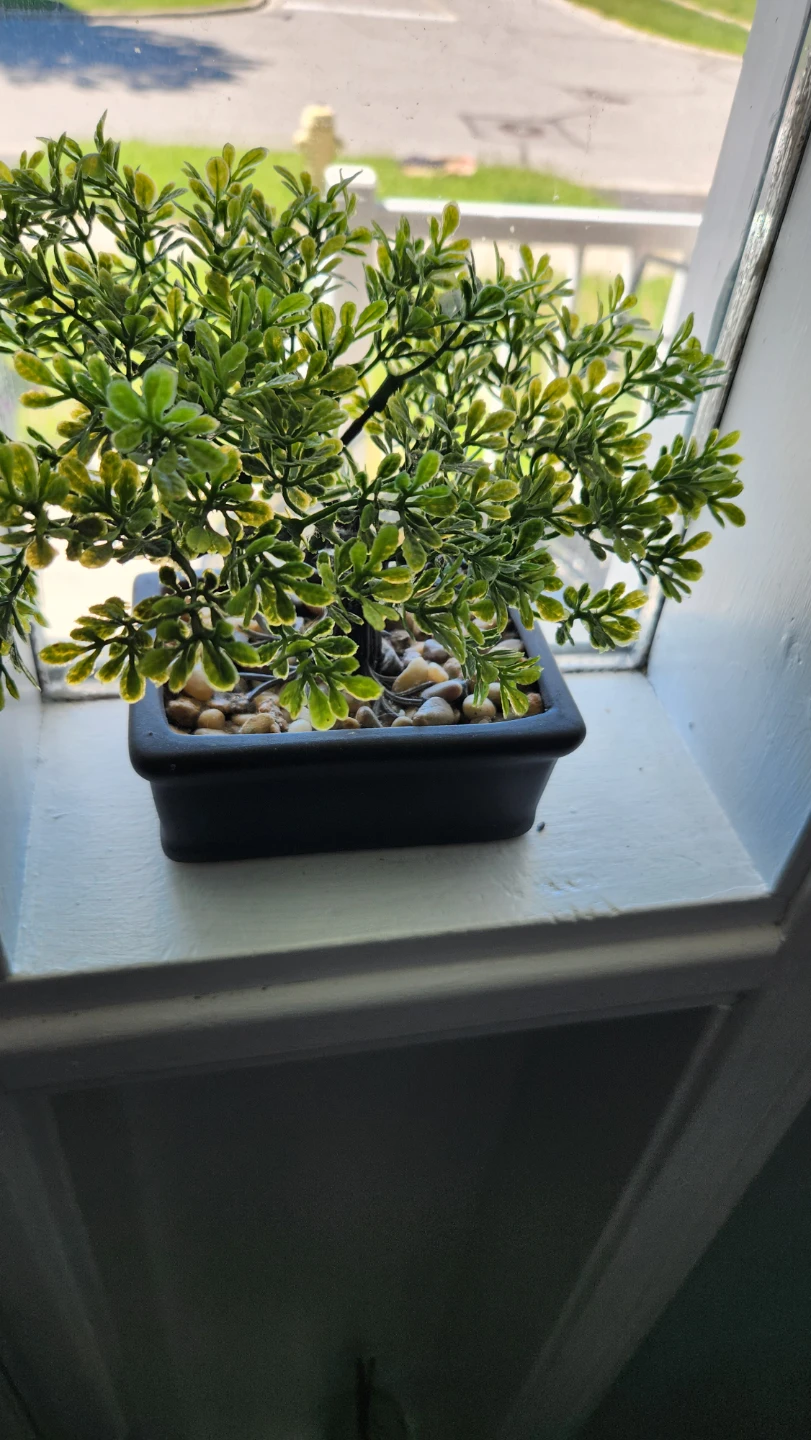 ⚽Artificial Bonsai Tree in Black Pot