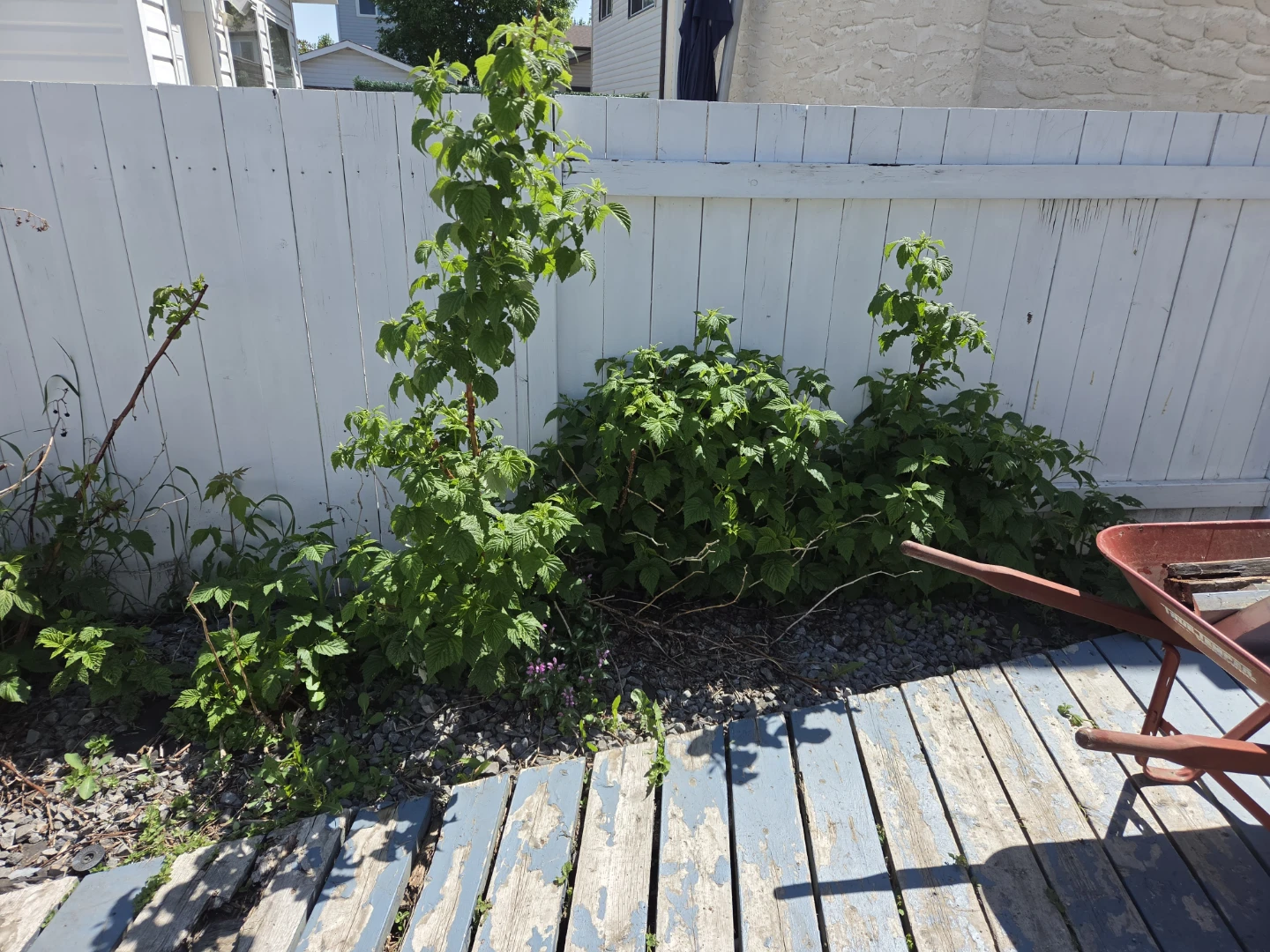 Mature Raspberry Bushes