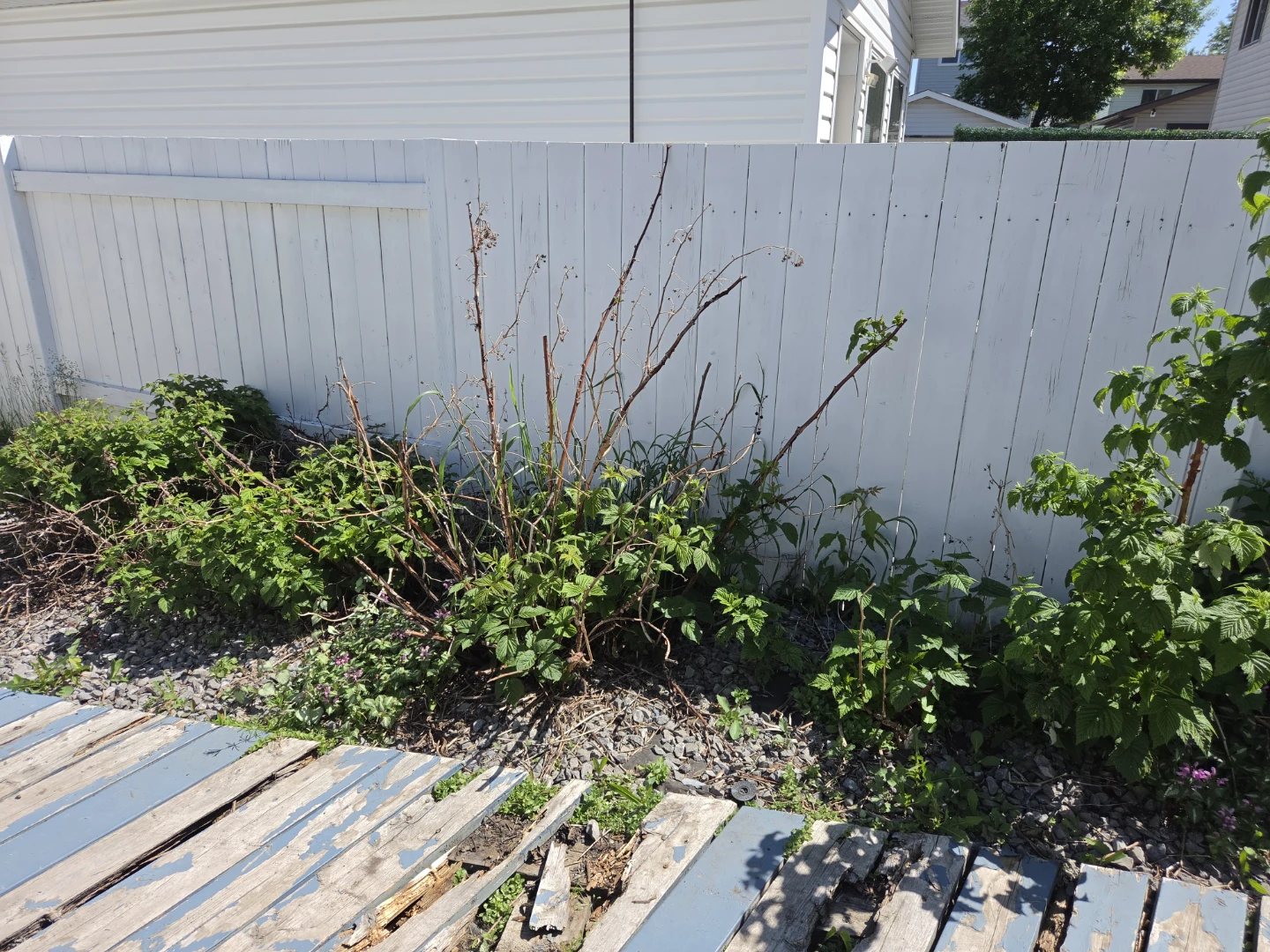 Mature Raspberry Bushes - photo 2