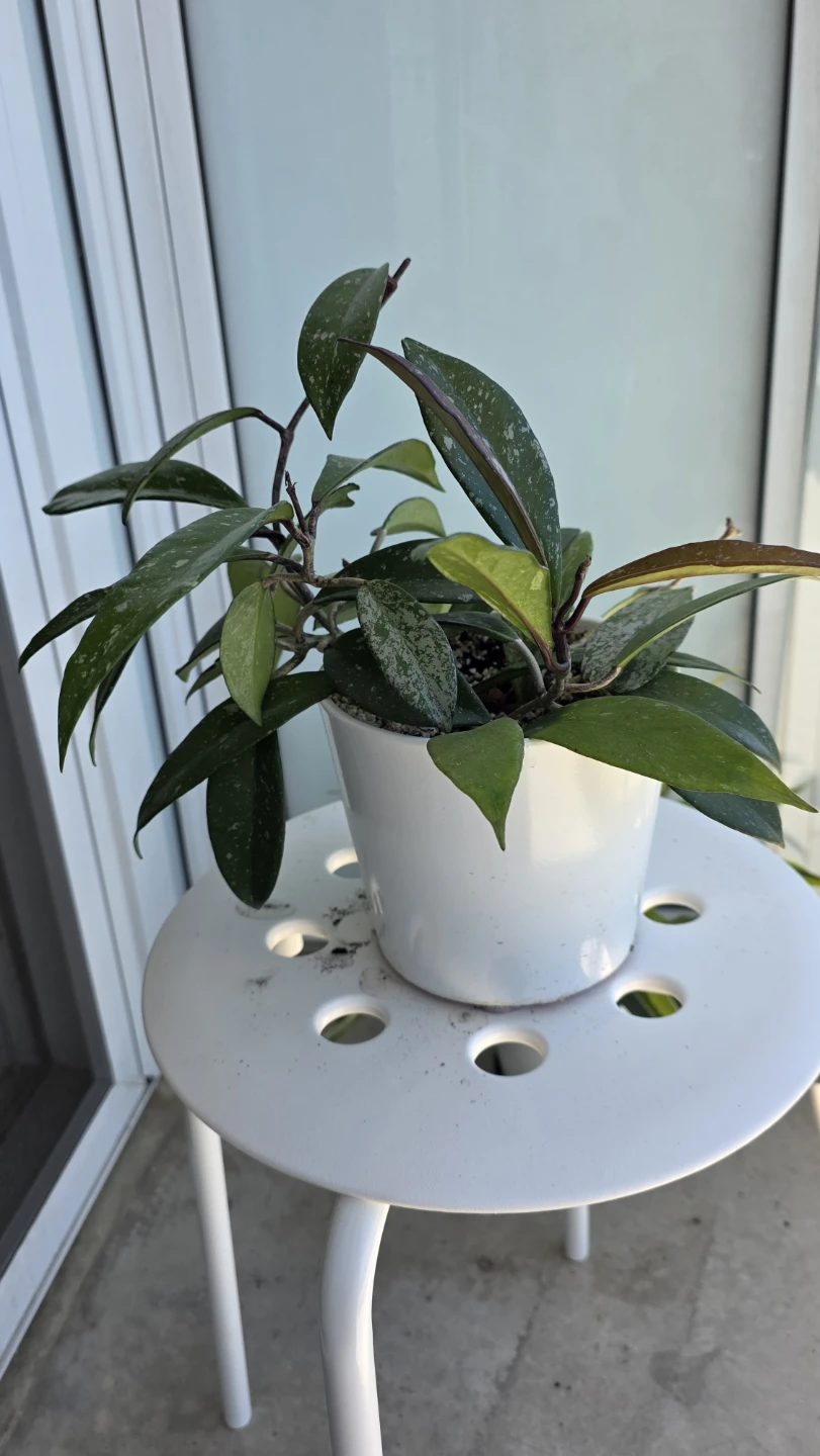 MOVING SALE- Carnosa Plant