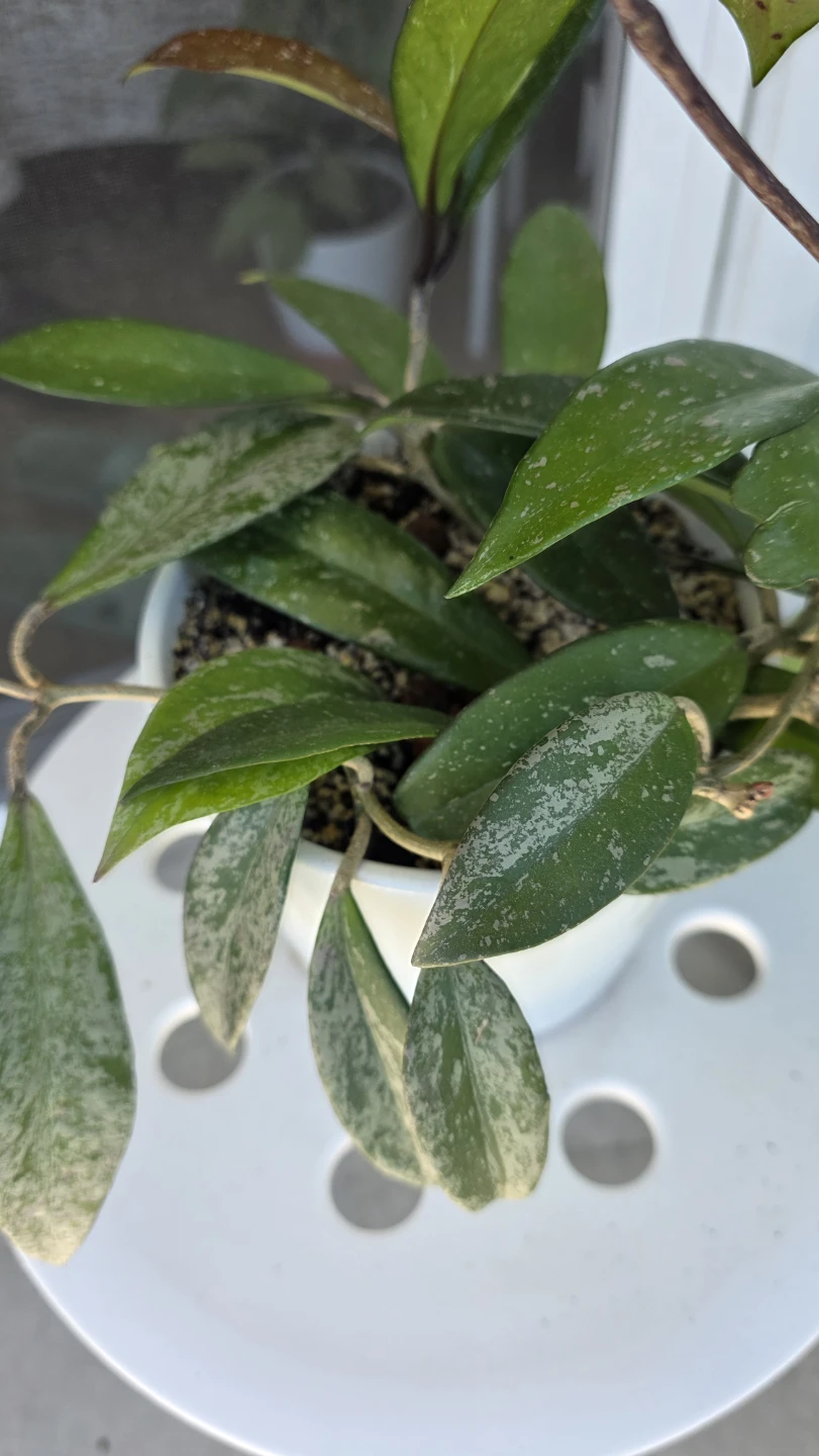 MOVING SALE- Carnosa Plant - photo 4