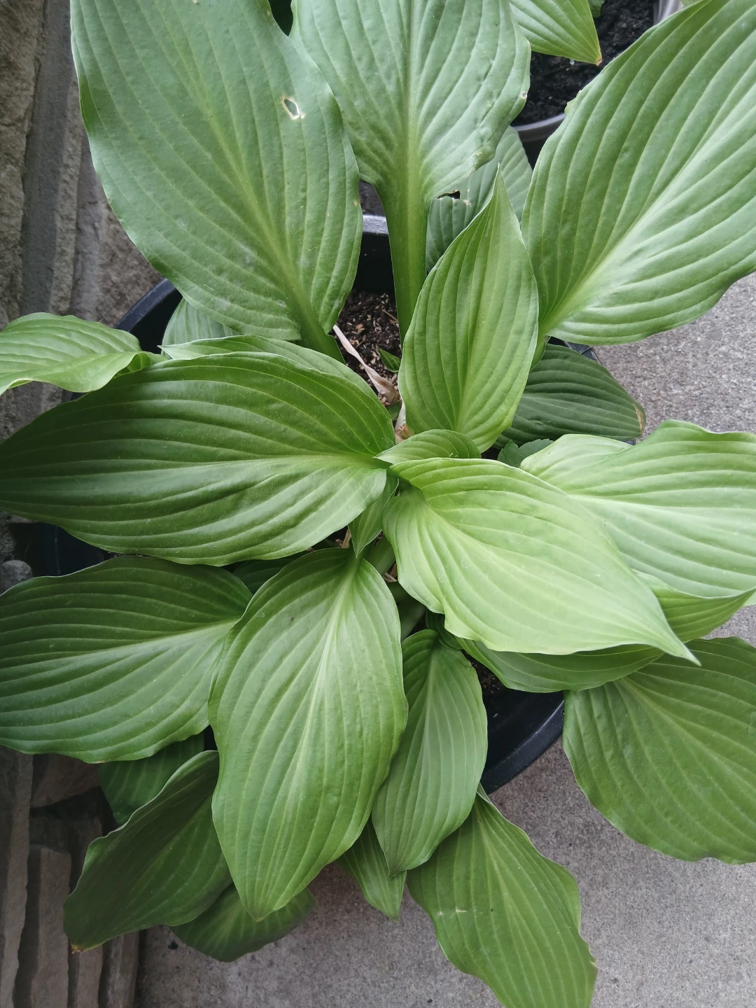 Large Potted Hosta Plant