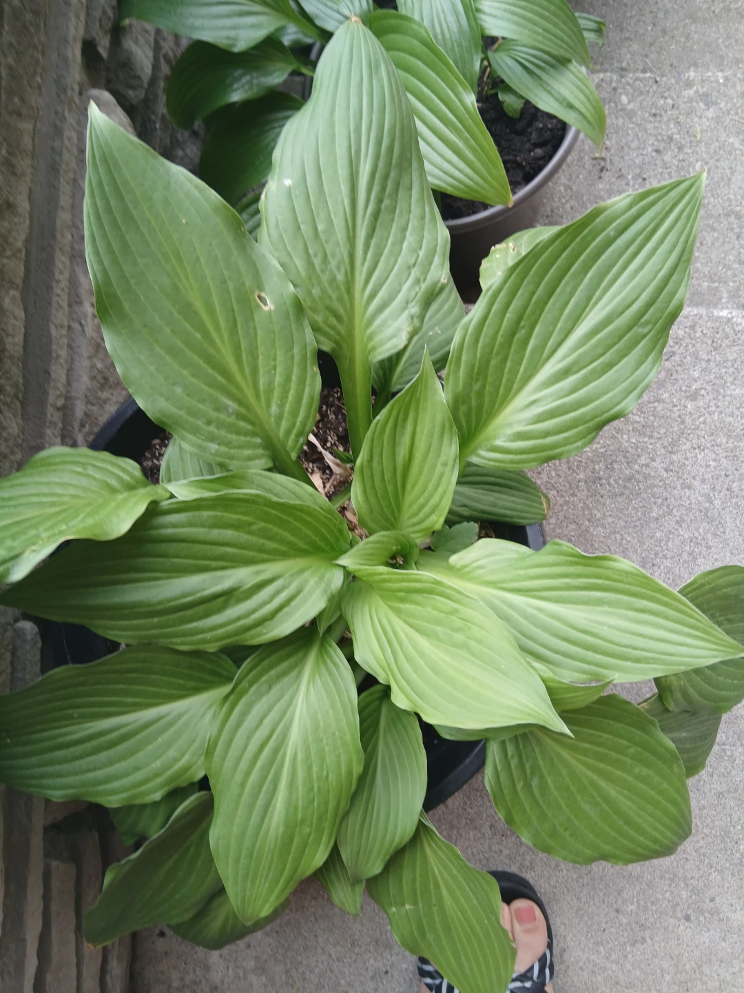 Large Potted Hosta Plant - photo 3