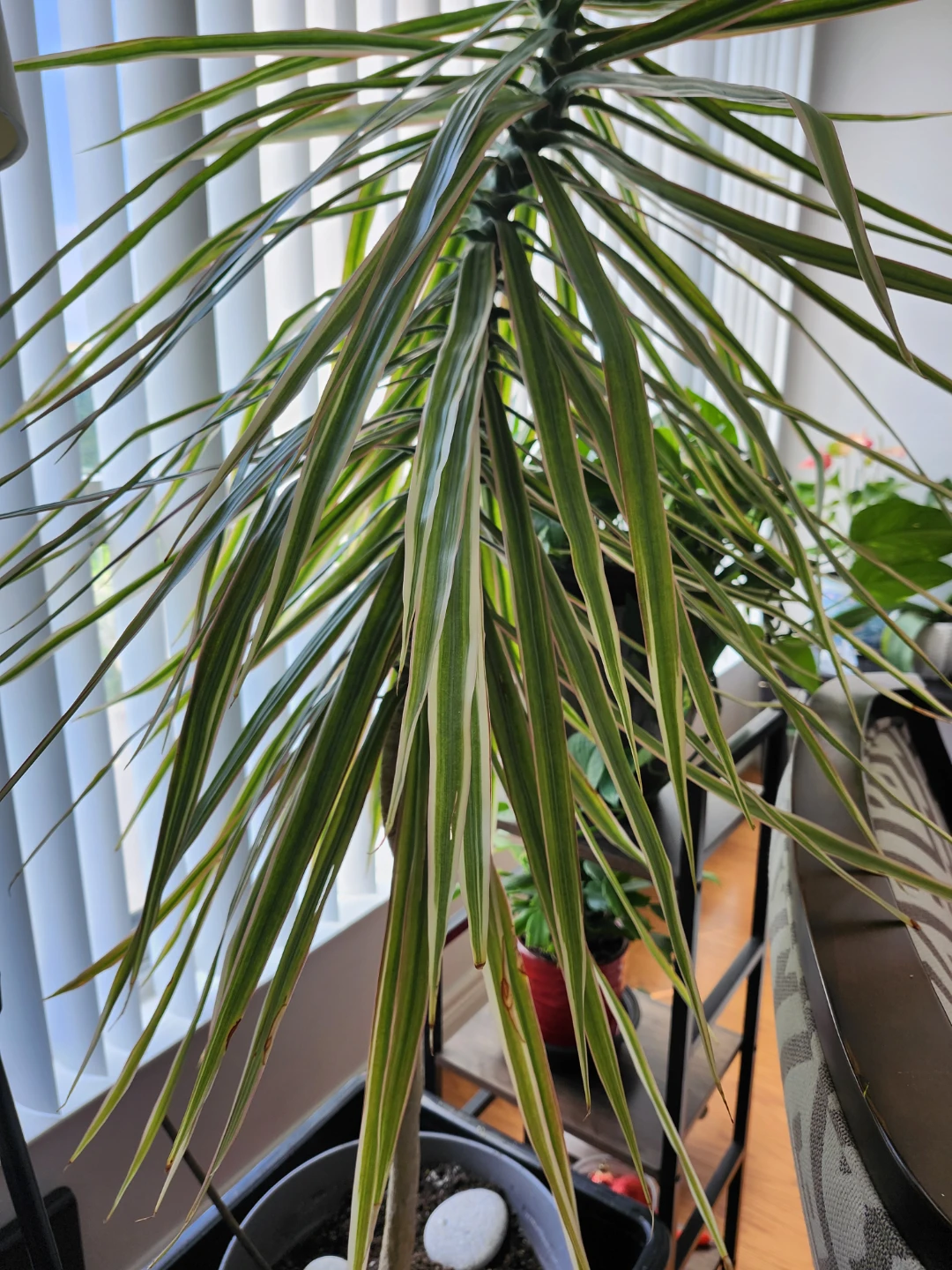 Dracaena Marginata 'Tricolor' Plant
