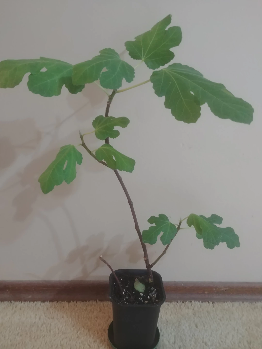 Fig Tree Plant