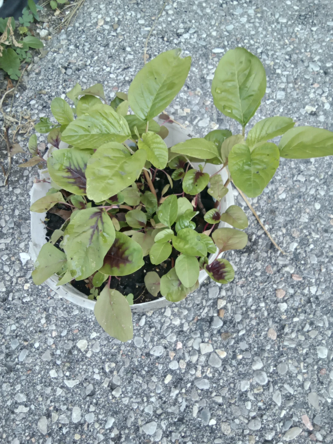 Amaranth greens and reds starter plants