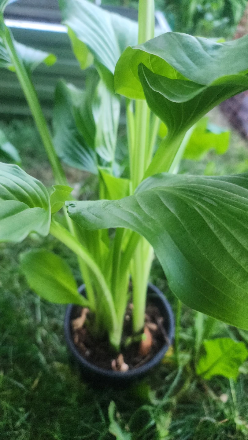 Healthy Hosta Plants in Pots - photo 2