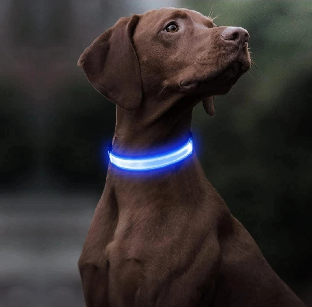 BNIB USB Rechargeable LED Dog Collar - Large, Blue