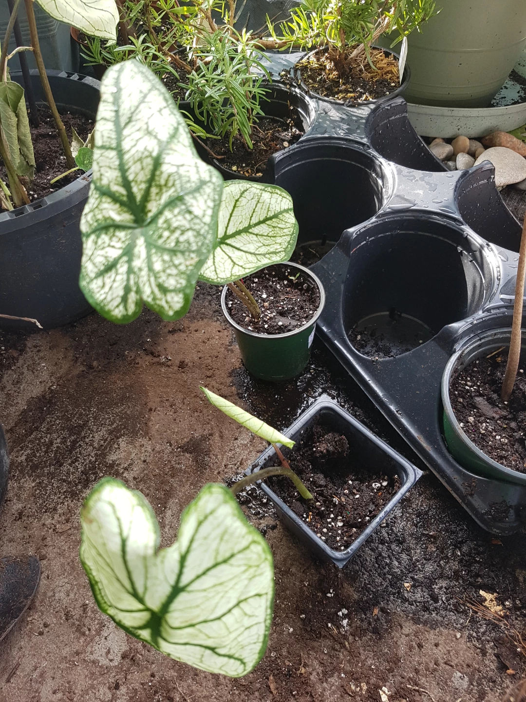 Caladium Plant Assorted Leaf Varieties - photo 2