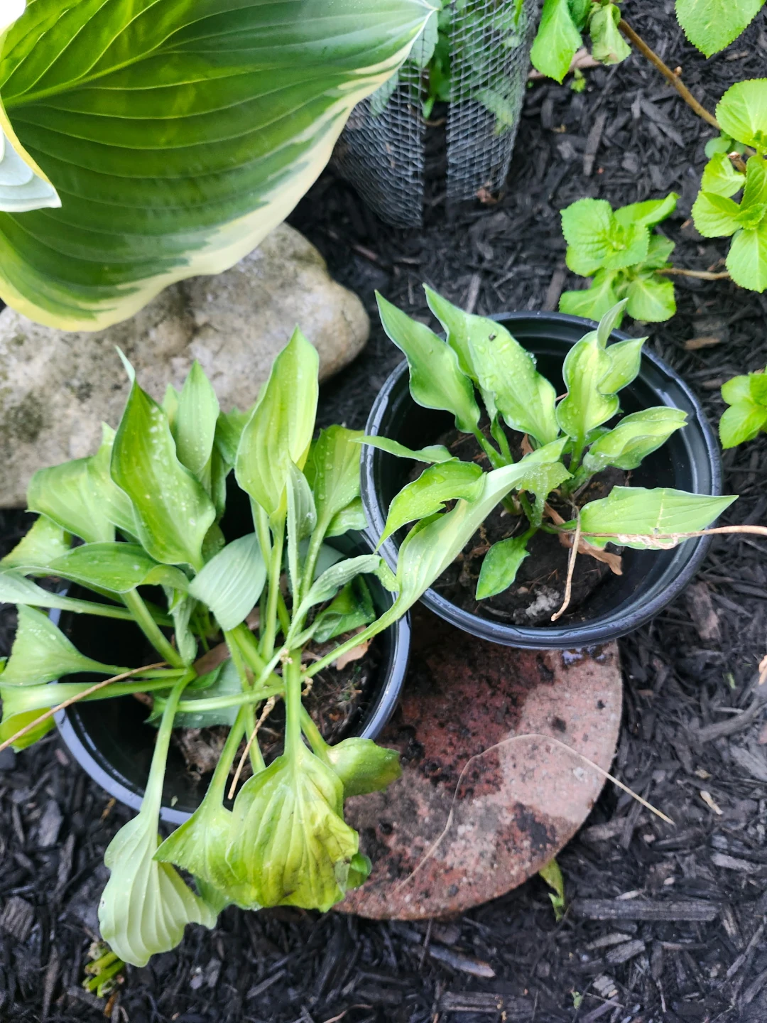 Hosta