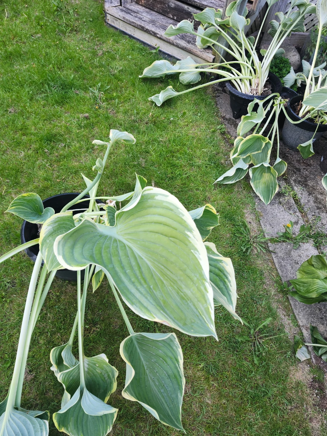 Hosta - photo 2