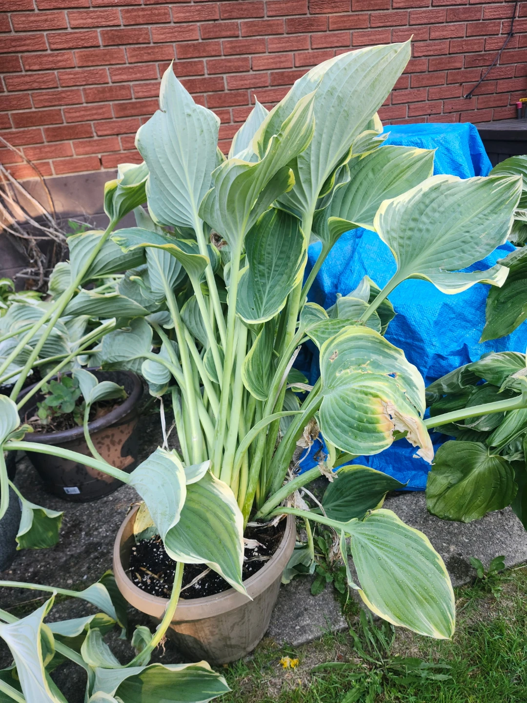 Hosta - photo 3