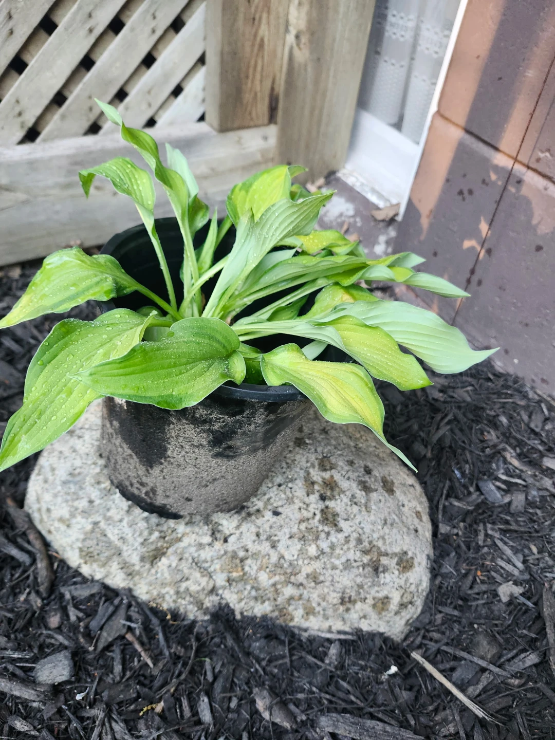 Hosta - photo 4