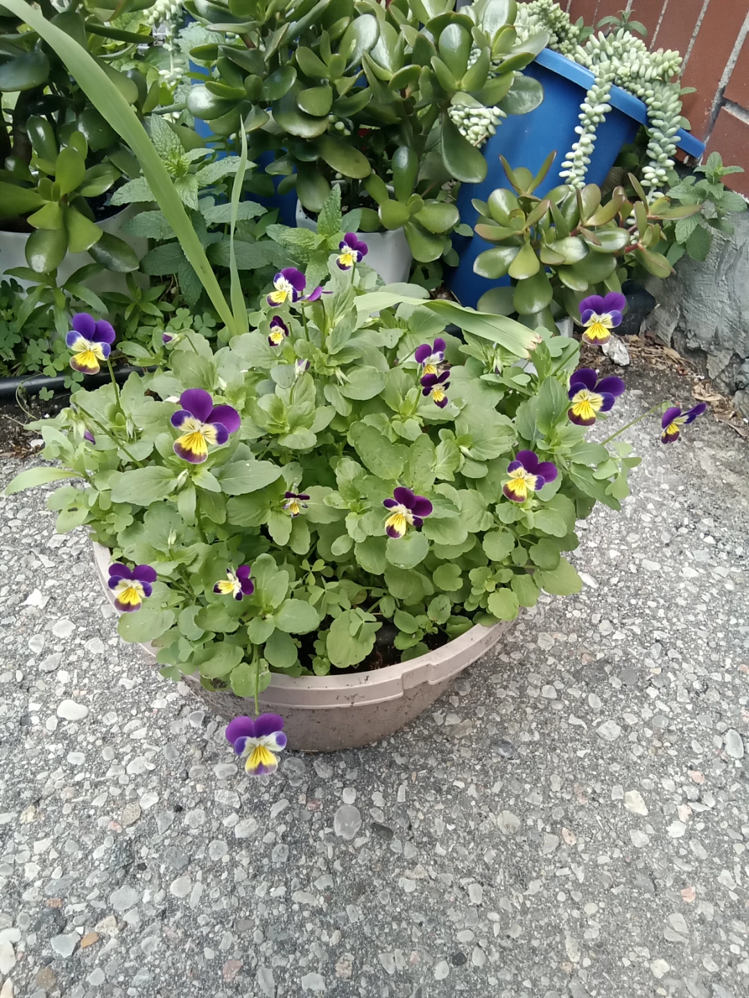 Potted Pansies