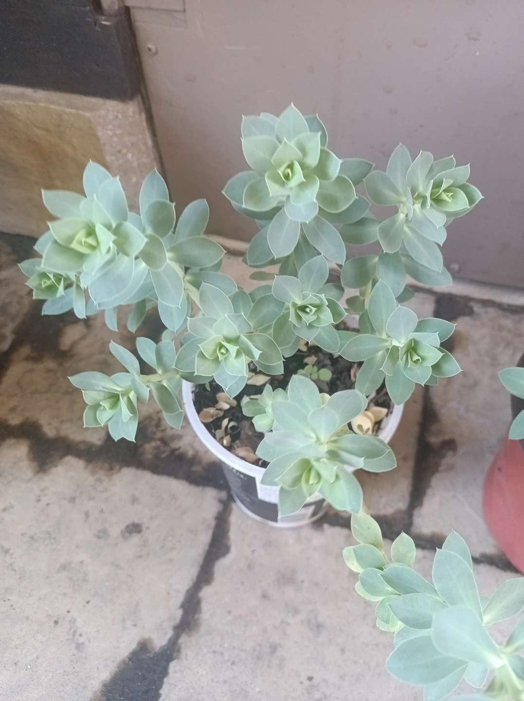 Sedum succulents - photo 3