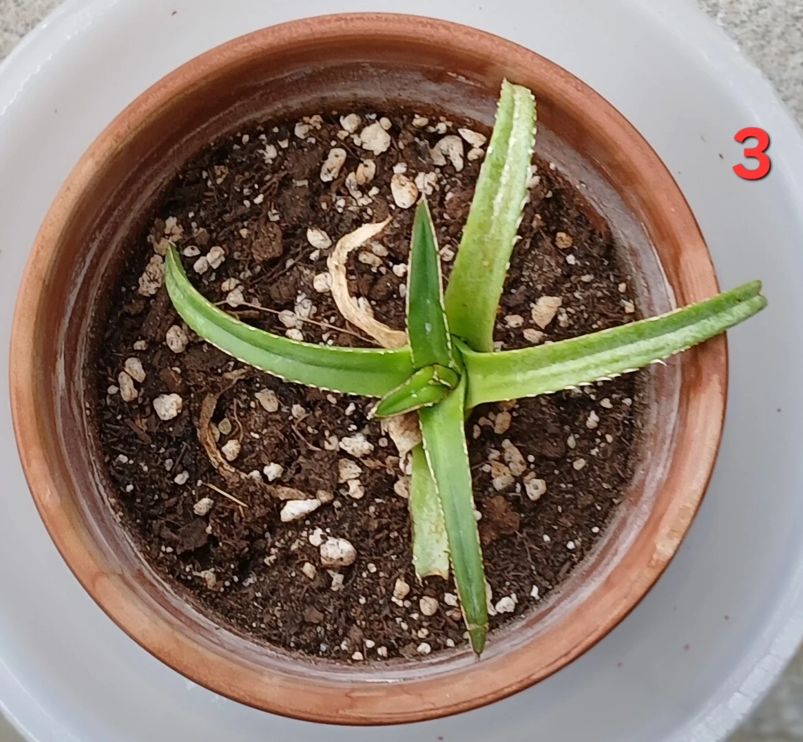 Beautiful Agave Victoriae-Reginae Plant - photo 3