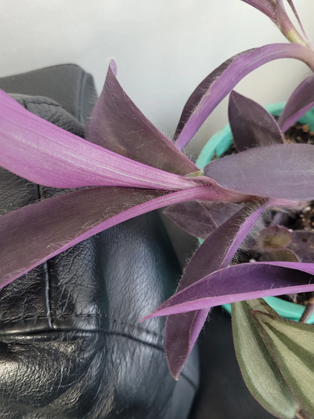 ⚽️ Purple Heart and Zebrina Wandering Plant - photo 3