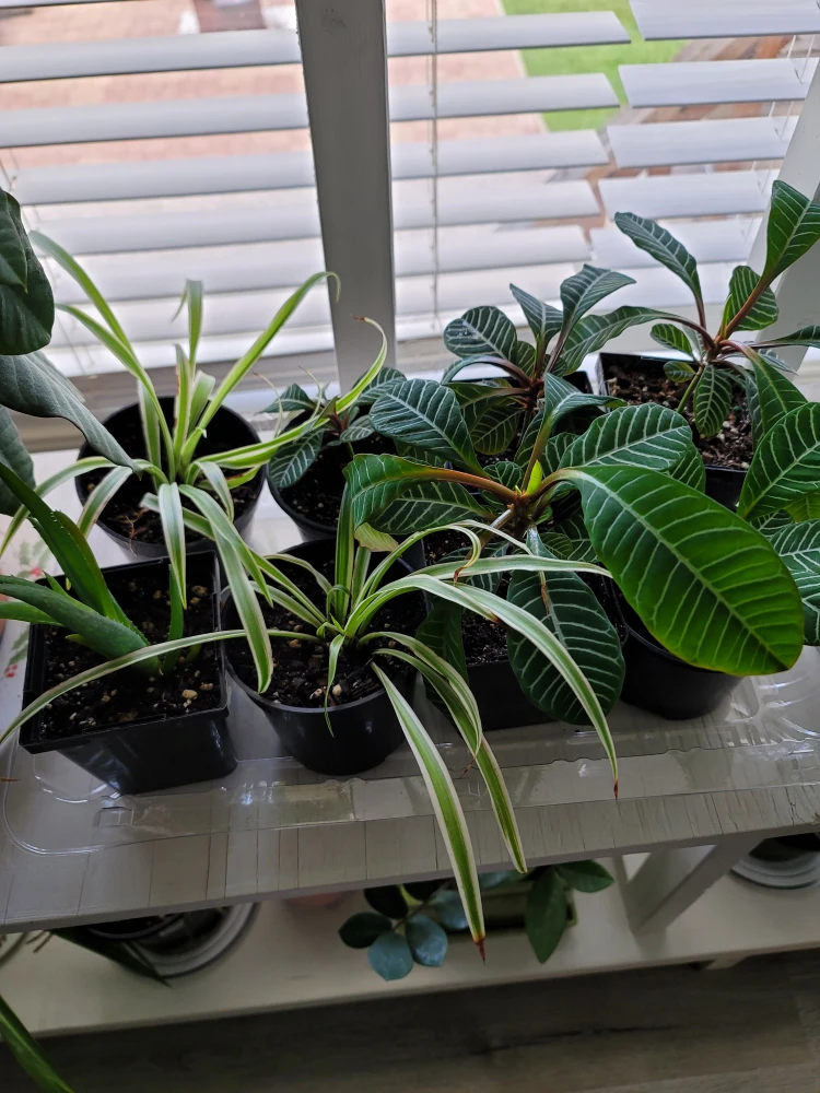 Indoor and outdoor plants 🪴 - photo 5