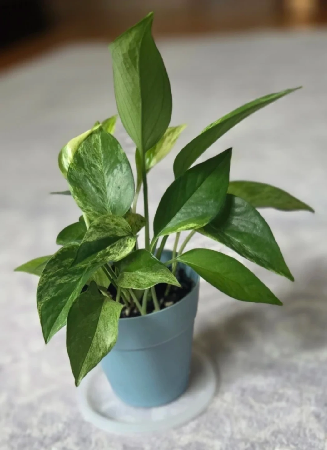 Marble Queen Pothos 🪴⚽️