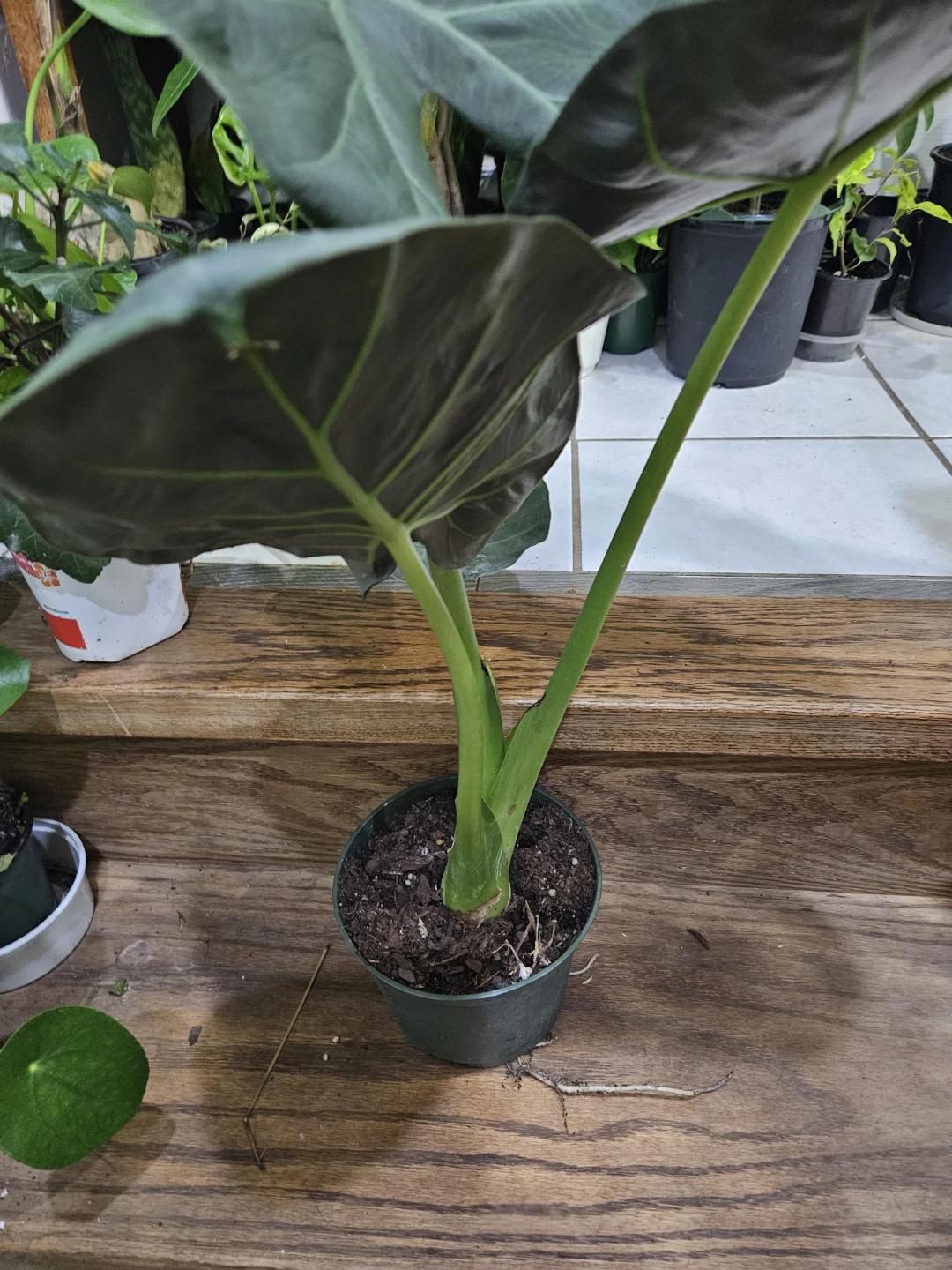 Alocasia plant in 6"pot - photo 3